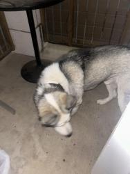 Found/Stray Male Dog last seen Ordinary Community Bible Church Encanta, San Antonio, TX 78233