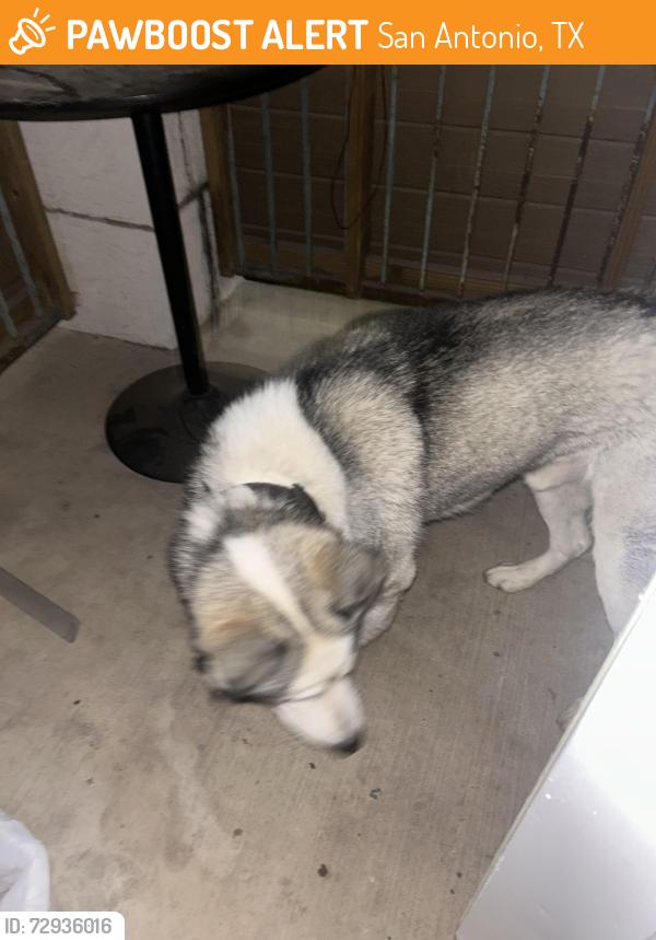 Found/Stray Male Dog last seen Ordinary Community Bible Church Encanta, San Antonio, TX 78233