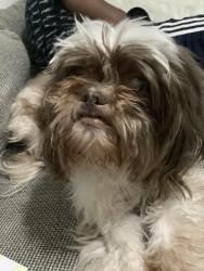 Lost Male Dog last seen Near nw 76 st miami fl 33147, Miami, FL 33147