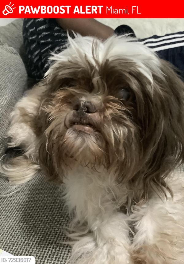 Lost Male Dog last seen Near nw 76 st miami fl 33147, Miami, FL 33147