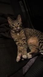 Reunited Female Cat last seen Anita ave and glenn, Wichita, KS 67217