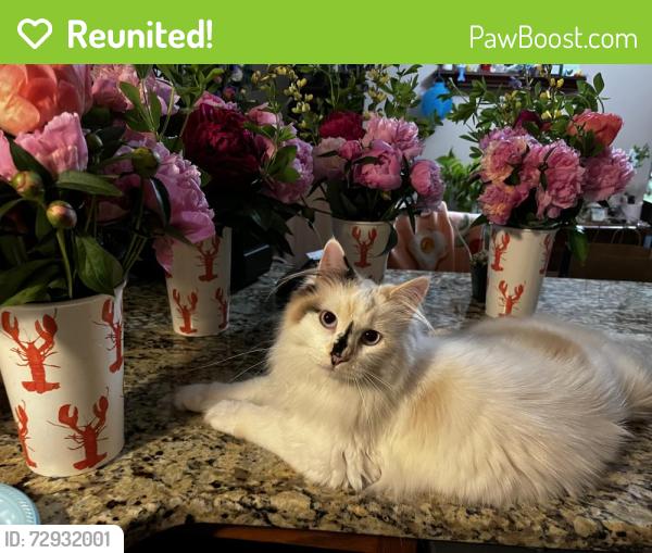 Reunited Female Cat last seen Fenn & Weymouth , Medina, OH 44256