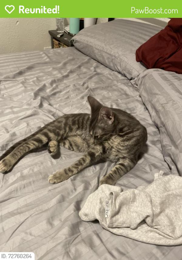 Reunited Female Cat last seen Close to cape view elementary, the apmt complexes , Cape Canaveral, FL 32920