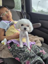 Lost Female Dog last seen E 45 ave and Vivian , Vancouver, BC 