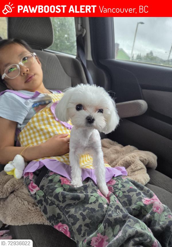 Lost Female Dog last seen E 45 ave and Vivian , Vancouver, BC 
