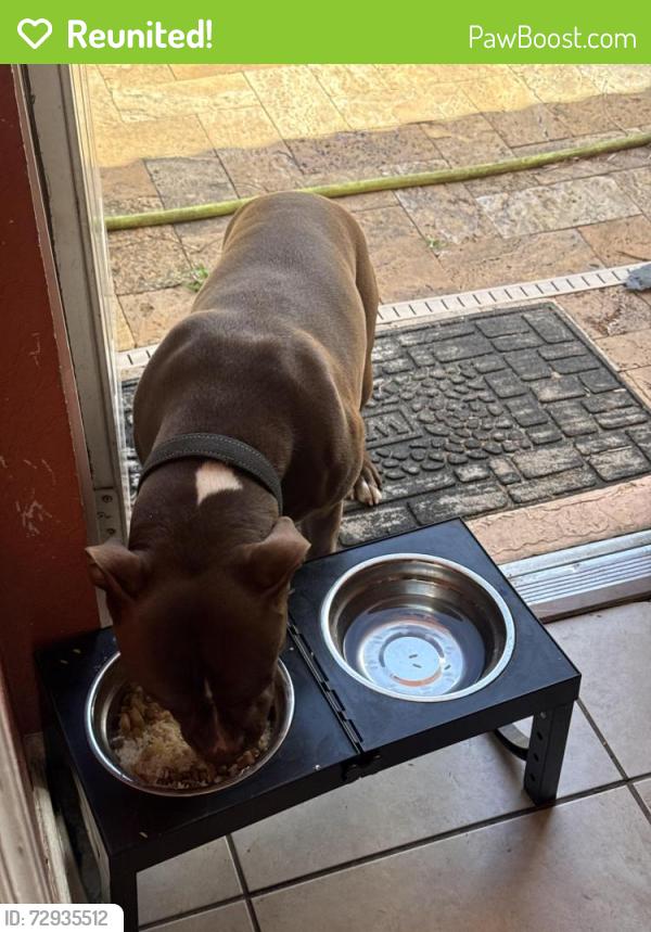 Reunited Male Dog last seen Orange and Gview  , The Acreage, FL 33470