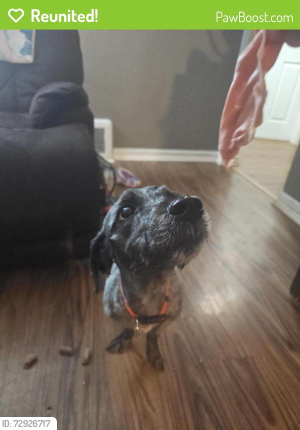 Reunited Male Dog last seen Helen pl , Canton, OH 44708