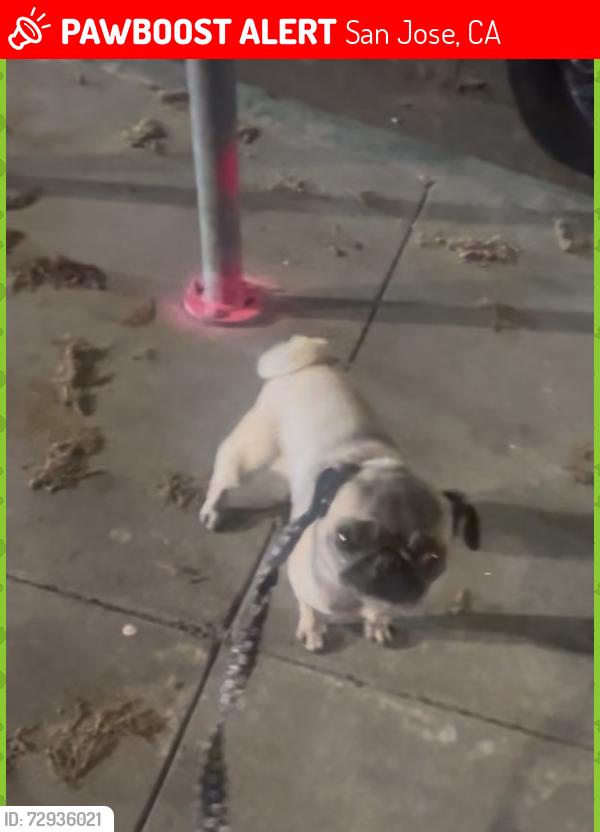 Lost Female Dog last seen 19th & Santa Clara st., San Jose, CA 95112