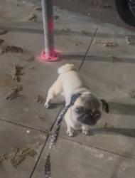 Lost Female Dog last seen 19th & Santa Clara st., San Jose, CA 95112