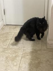Reunited Female Cat last seen Calabazas Blvd and Santa Maria ave. Santa Clara , Santa Clara, CA 95051