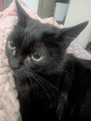 Lost Female Cat last seen Fir and Queen Street , Inglewood, CA 90301