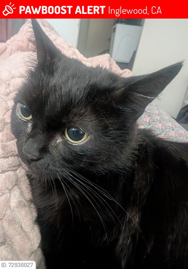 Lost Female Cat last seen Fir and Queen Street , Inglewood, CA 90301