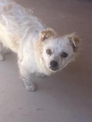 Found/Stray Male Dog last seen 87th Ave and lower Buckeye , Tolleson, AZ 85353