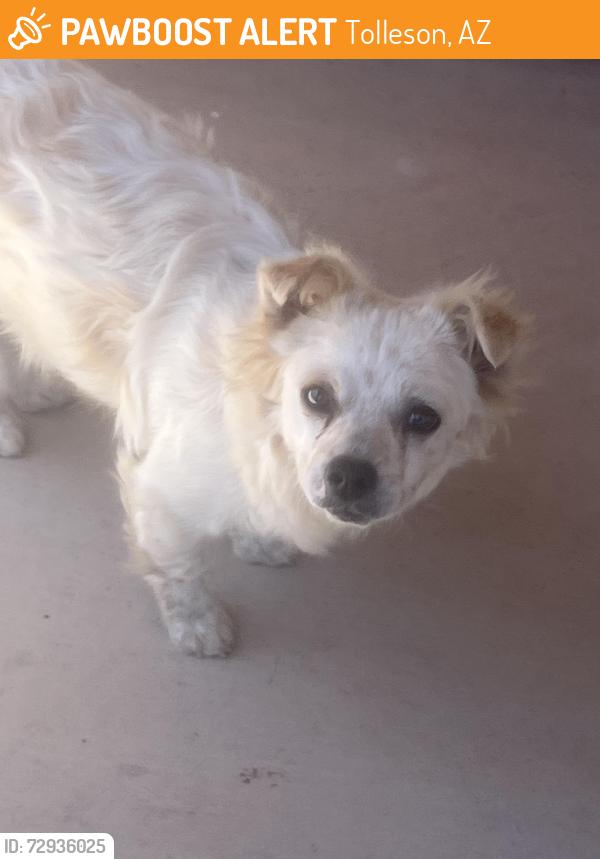 Found/Stray Male Dog last seen 87th Ave and lower Buckeye , Tolleson, AZ 85353