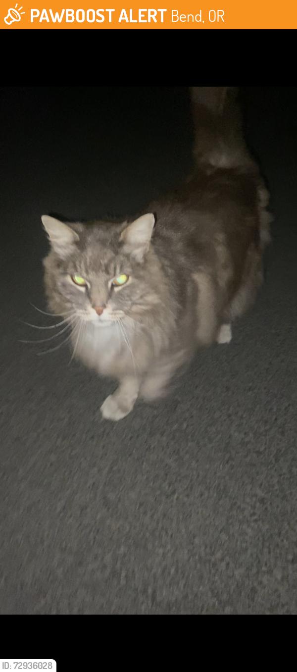 Found/Stray Unknown Cat last seen Near the c in NE Bend, Bend, OR 97701