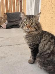 Lost Male Cat last seen La Mesa Rd and Petaluma Rd, Victorville, CA 92392