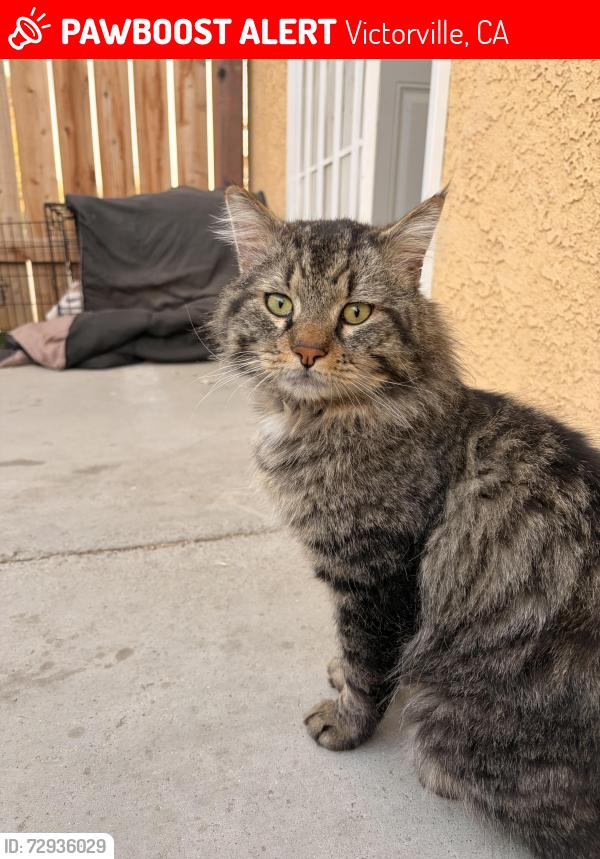 Lost Male Cat last seen La Mesa Rd and Petaluma Rd, Victorville, CA 92392