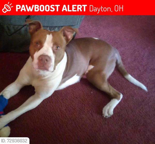 Lost Male Dog last seen Wayne ave 45410, Dayton, OH 45410
