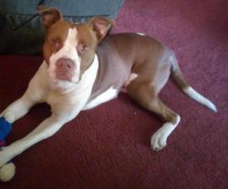 Lost Male Dog last seen Wayne ave 45410, Dayton, OH 45410