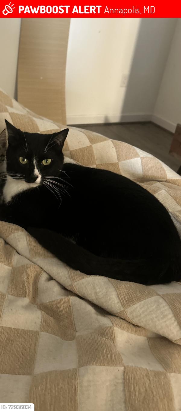 Lost Male Cat last seen Chinquapin Round Rd, West Street, Annapolis, MD 21401