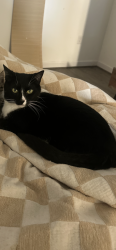 Lost Male Cat last seen Chinquapin Round Rd, West Street, Annapolis, MD 21401
