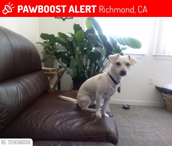Lost Female Dog last seen S 45 Street and Overend, Richmond, CA 94804