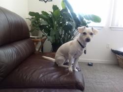 Lost Female Dog last seen S 45 Street and Overend, Richmond, CA 94804