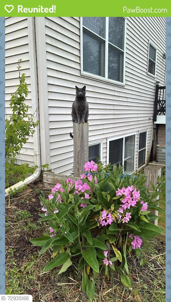 Reunited Female Cat last seen Austin and case, Norvell Township, MI 49230
