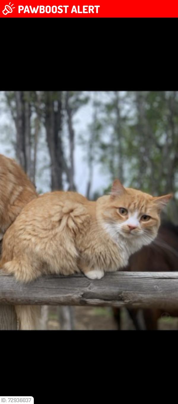 Lost Male Cat last seen Range road 20 cottage lake heights, Parkland County, AB T7Y 2G7