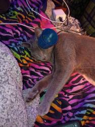 Lost Female Cat last seen Loren and fort, Springfield, MO 65807