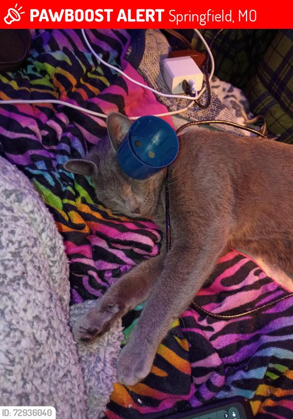 Lost Female Cat last seen Loren and fort, Springfield, MO 65807