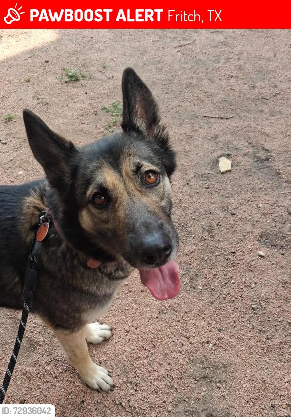Lost Female Dog last seen Club Dr., Fritch, TX 79036