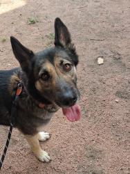 Lost Female Dog last seen Club Dr., Fritch, TX 79036