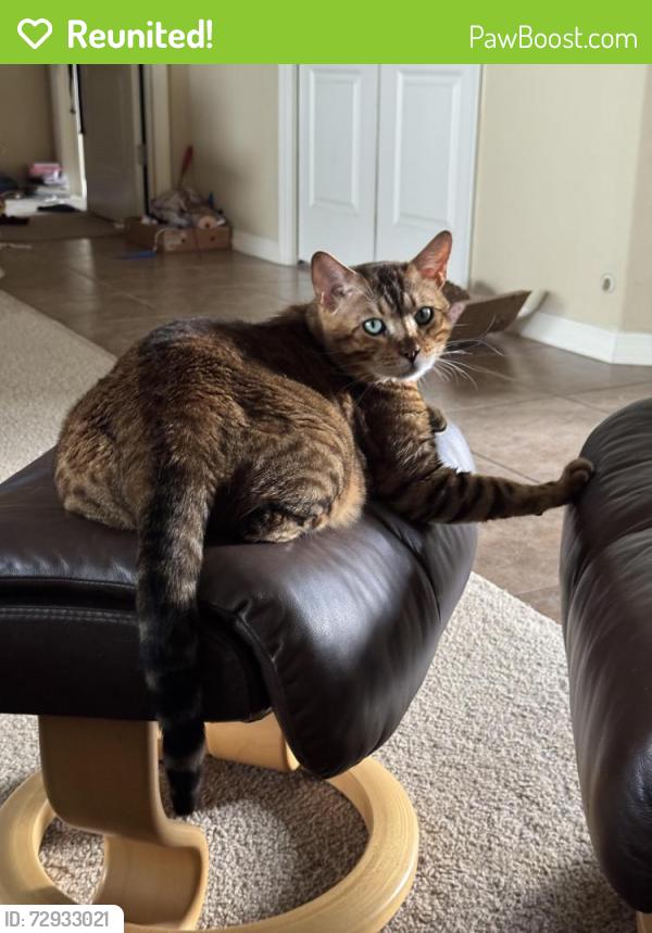 Reunited Male Cat last seen Near Turnbull Bay Rd, New Smyrna Beach, FL 32168, USA, New Smyrna Beach, FL 32168