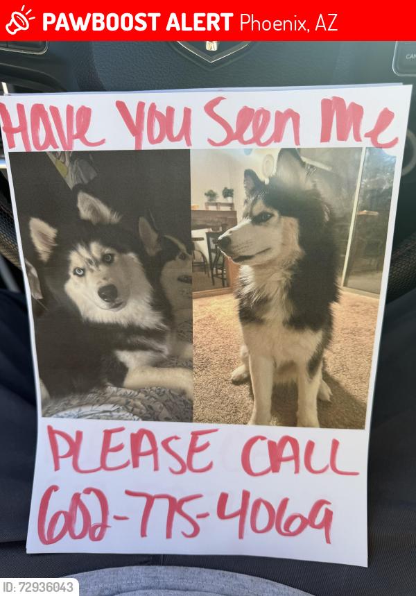 Lost Male Dog last seen South Mountain Ave & 24th St, Phoenix, AZ 85042