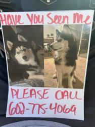 Lost Male Dog last seen South Mountain Ave & 24th St, Phoenix, AZ 85042