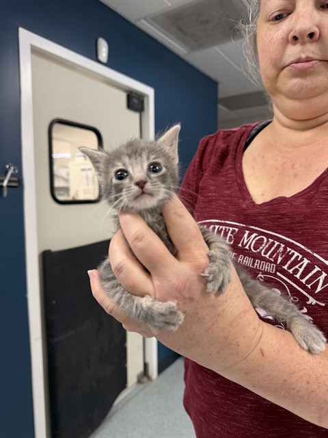 Shelter Stray Female Cat last seen , Bakersfield, CA 93307