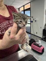 Shelter Stray Female Cat last seen , Bakersfield, CA 93307