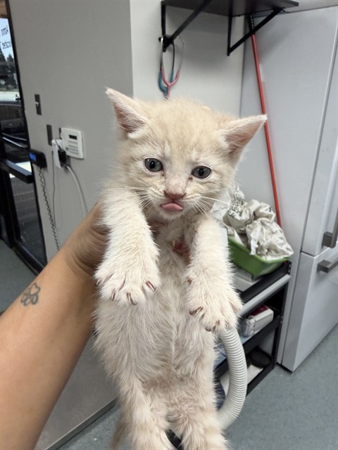 Shelter Stray Female Cat last seen , Bakersfield, CA 93307