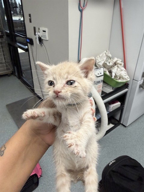 Shelter Stray Male Cat last seen , Bakersfield, CA 93307
