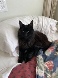 Lost Male Cat last seen Kuna Mora Rd & Cloverdale Rd., Kuna, ID 83634
