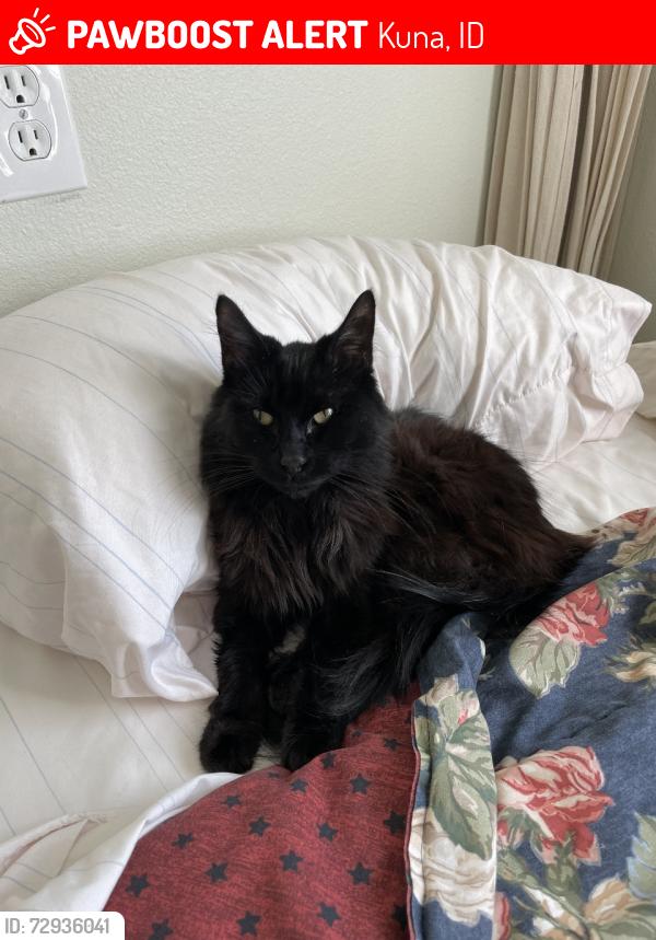 Lost Male Cat last seen Kuna Mora Rd & Cloverdale Rd., Kuna, ID 83634