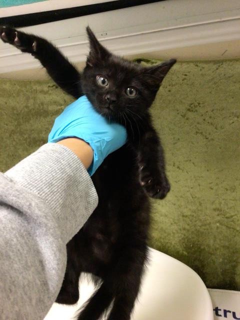 Shelter Stray Male Cat last seen VAN BUREN/CYPRESS, RIVERSIDE, Jurupa Valley, CA 92509