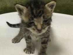 Shelter Stray Female Cat last seen Near BLOCK CANFIELD CT, JURUPA VALLEY CA 92509, Jurupa Valley, CA 92509