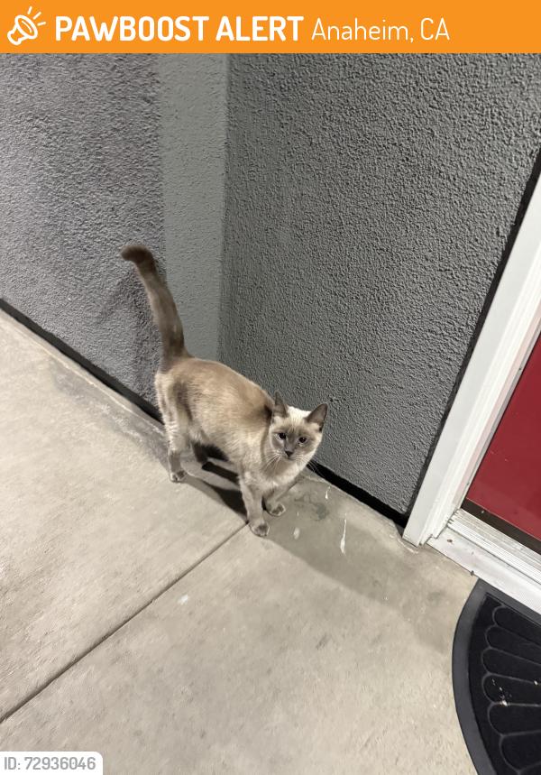 Found/Stray Unknown Cat last seen Stadium Lofts apmts, Anaheim, CA 92805