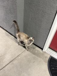 Found/Stray Unknown Cat last seen Stadium Lofts apmts, Anaheim, CA 92805