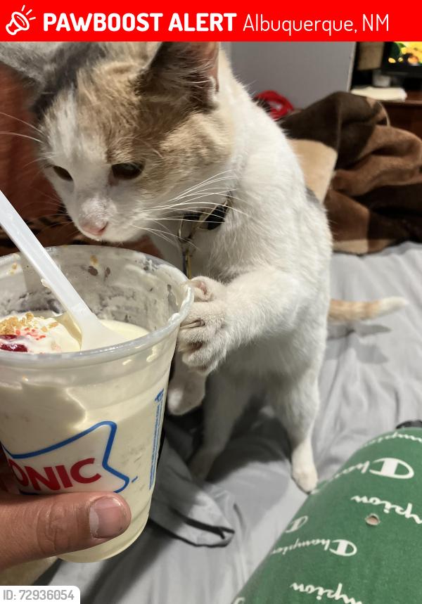 Lost Female Cat last seen Atrisco and garden way, behind the big church in the gated community , Albuquerque, NM 87105