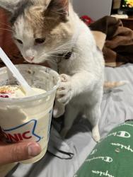 Lost Female Cat last seen Atrisco and garden way, behind the big church in the gated community , Albuquerque, NM 87105