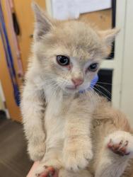 Shelter Stray Male Cat last seen Near BLOCK S EDGEWARE LN, Salt Lake City, UT 84120
