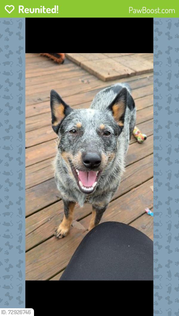 Reunited Male Dog last seen Fm 315, Frankston, TX 75763